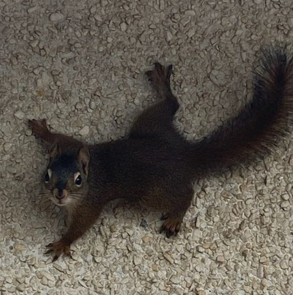 Meet your Posher, Finnagan - Picture 1 of 1